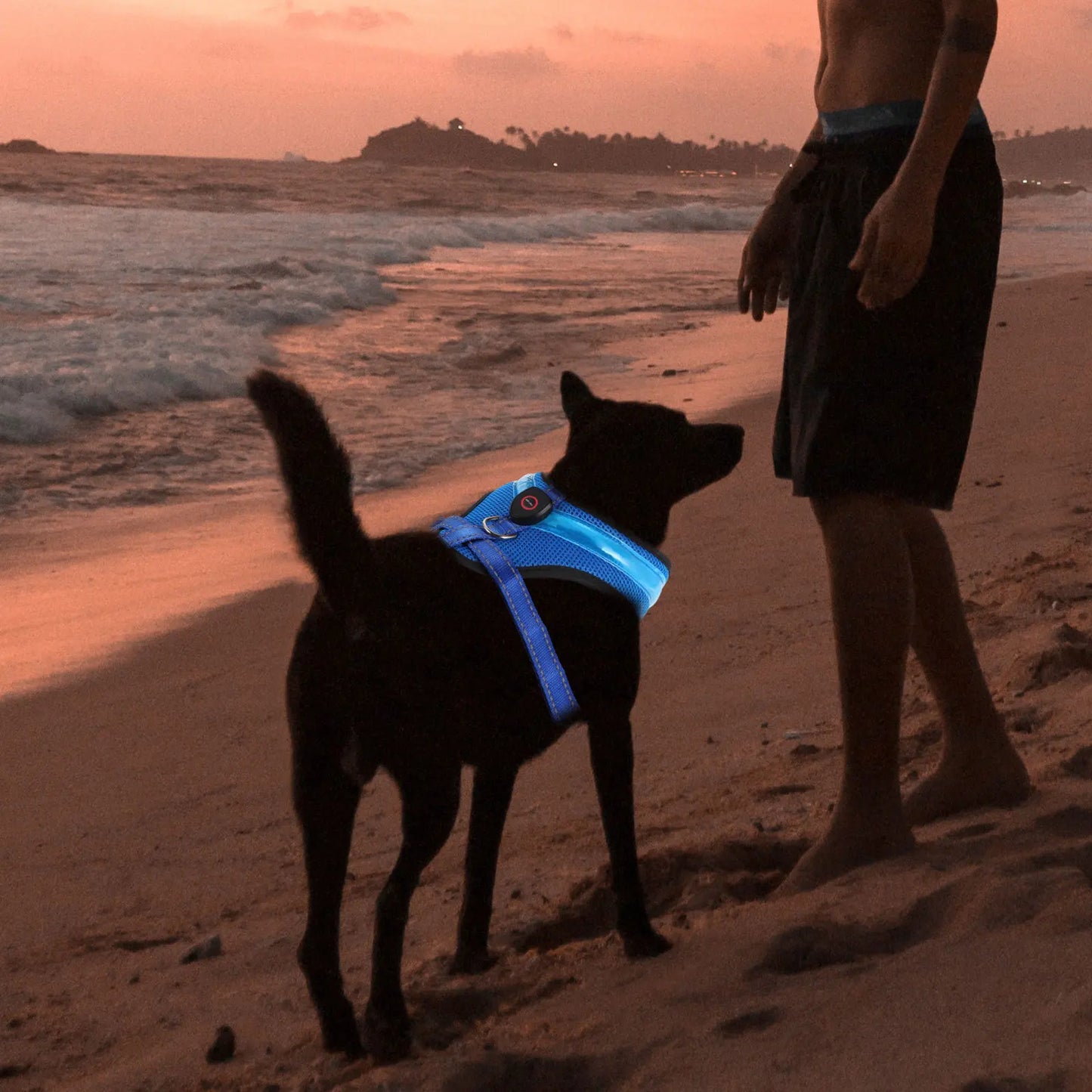 NightWalk Hero™ – Die leuchtende Hundeweste für sichere Gassigänge